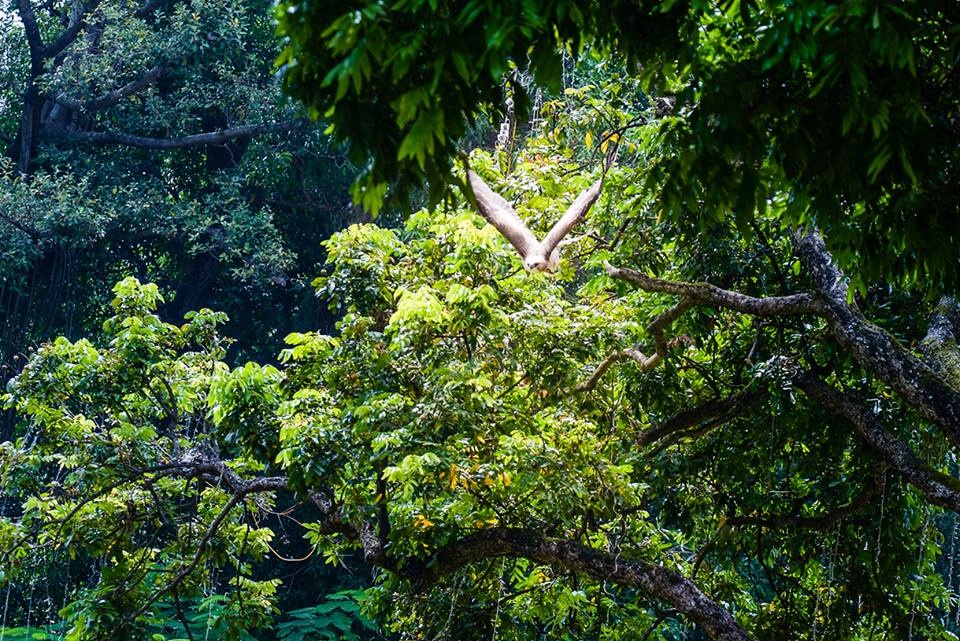 Được biết, tại vườn hoa Lý Tự Trọng thường có 3 con đại bàng được huấn luyện, nhưng con được mua ở Đà Lạt có bộ lông đẹp nhất.