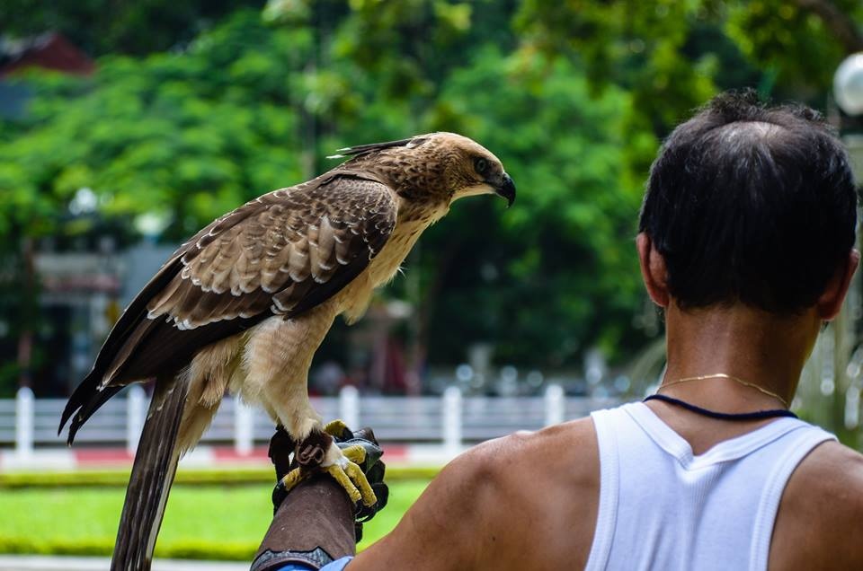 Thời gian vừa qua, nhiều người có dịp đi qua vườn hoa Lý Tự Trọng (quận Hoàn Kiếm, Hà Nội) chứng kiến cảnh huấn luyện chim đại bàng khá thú vị.