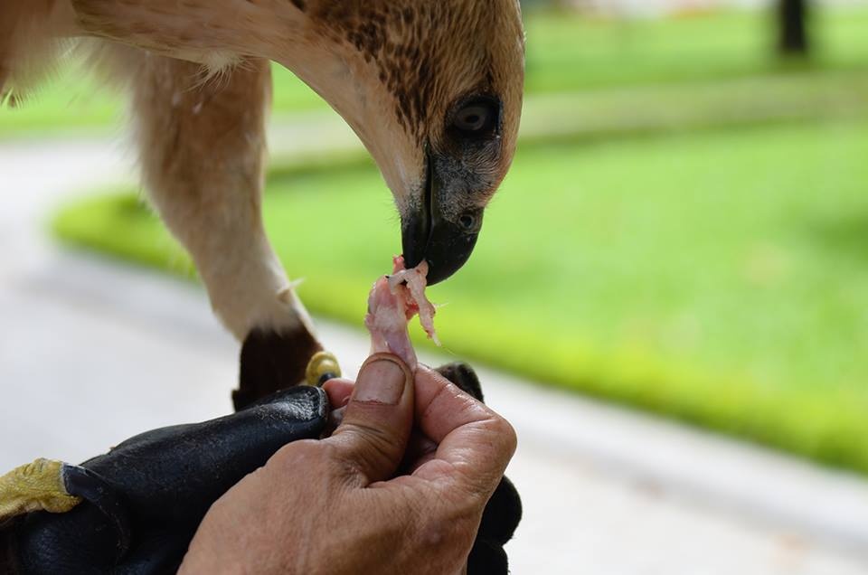Hiện nay, nó mới 5 tháng tuổi và mỗi ngày ăn hết 1 con chim cút.