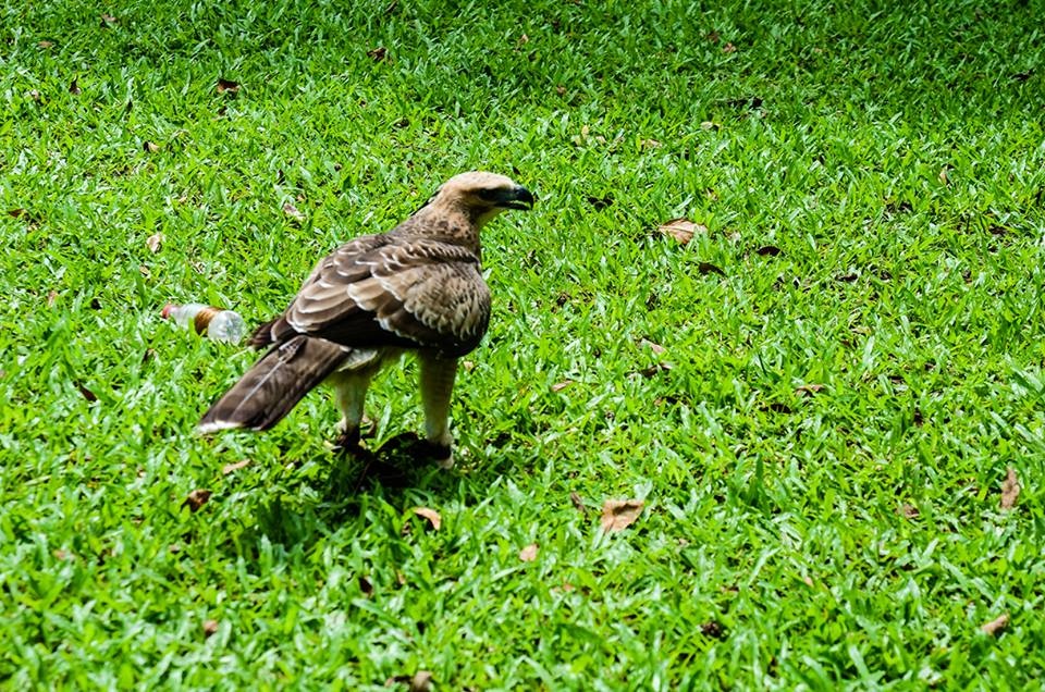 Theo chủ nhân, con chim này được mua từ Đà Lạt lúc mới 1 tháng tuổi.