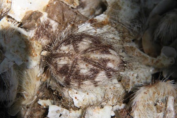 Nhim bien 'rai tham chong' duoi mep nuoc bai tam Nha Trang hinh anh