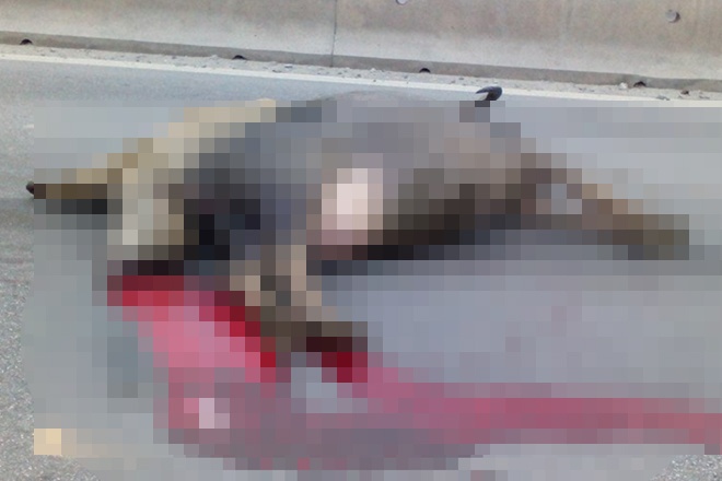 Hai trong 3 con trâu bị xe khách tông chết.