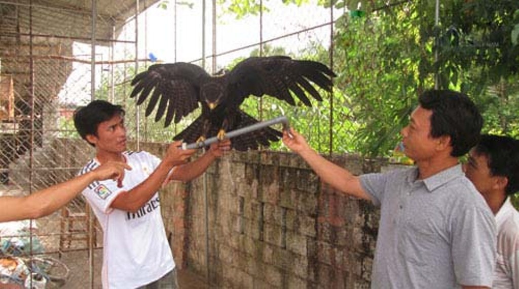 Nghe tin anh Nam bắt được chim lạ, người dân trong vùng kéo đến xem rất đông, họ khẳng định đây là chim đại bàng đen. 