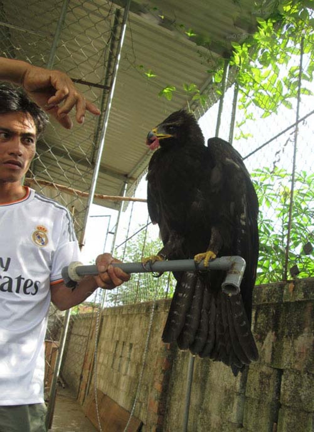 Anh Nam cho biết, con chim chỉ ăn thịt nạc và thịt bò. Ngày 19/8, gia đình anh Nam đã thả con chim ra để nó được tự do vì lo sợ ảnh hưởng đến tâm linh.
