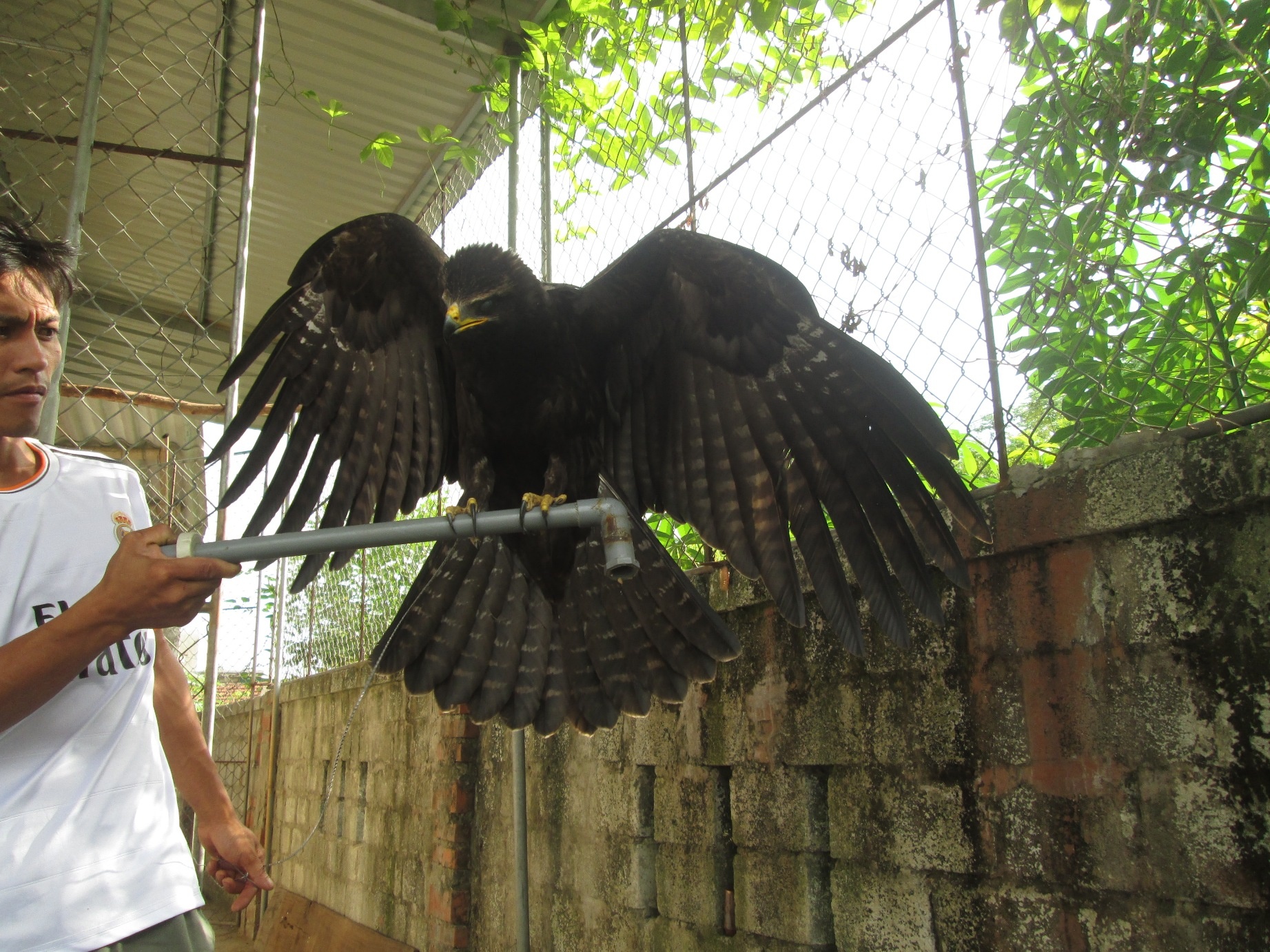 Thời gian gần đây, người dân ở xã Xuân Phổ, huyện Nghi Xuân (Hà Tĩnh) đang xôn xao sự việc vợ chồng anh Nguyễn Tú Nam ở thôn 2 bắt được con chim đại bàng đen. Nhiều câu chuyện được thêu dệt nên xung quanh con chim này.