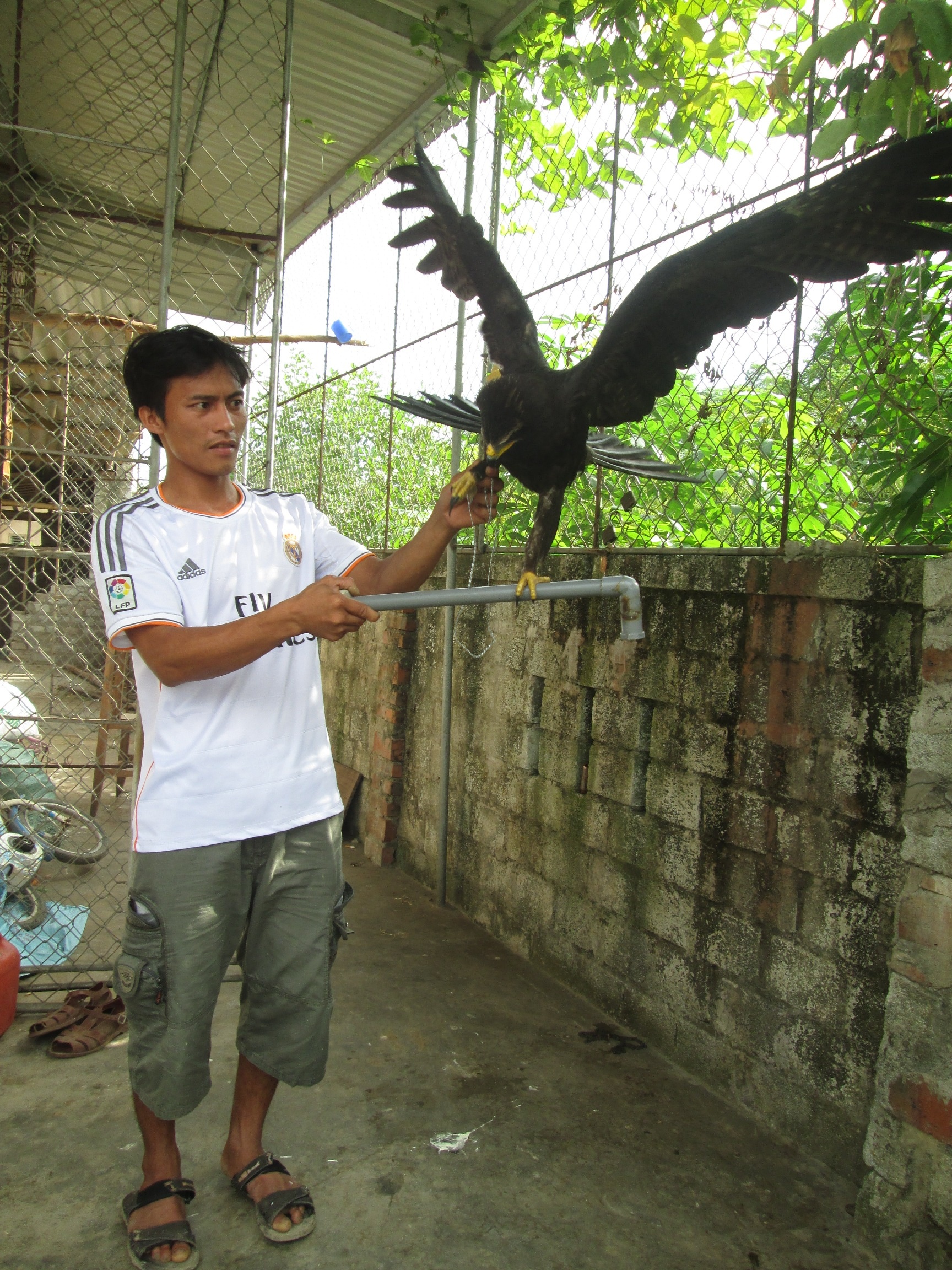 Con chim có chiều cao 0,65m, sải cánh rộng 1,7m, màu đen, xung quanh mỏ có màu vàng và đặc biệt là rất thân thiện với con người. Từ khi bắt được chim, chỉ trừ mấy ngày đầu anh Nam dùng dây xích chân lại, sau đó thì thả ra mà con chim vẫn không bay đi.