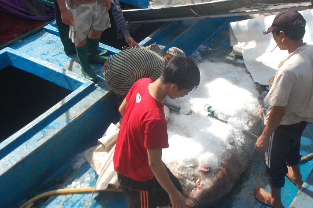 Sau 2 tiếng đồng hồ, cả tàu mới vớt được con cá lớn lên thuyền và xác định là loại cá mặt trăng quý hiếm. Con cá khi kéo lên thì đã chết. Khi đặt lên bàn cân, con cá nặng hơn 500kg, có chiều dài 2,8m và bề rộng tính cả vây là 2,5m. Anh Vương cho biết đây là lần đầu tiên anh và các thuyền viên thấy con cá mặt trăng to như vậy.