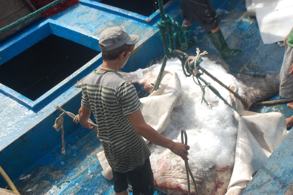 Sáng 23/8, chiếc tàu của ngư dân xã Quỳnh Long, huyện Quỳnh Lưu (Nghệ An) do anh Nguyễn Minh Vương ở xóm Đại Bắc làm thuyền trưởng đã cập cảng và tiến hành trục vớt con cá mặt trăng quý hiếm nặng hơn 5 tạ lên bờ an toàn.