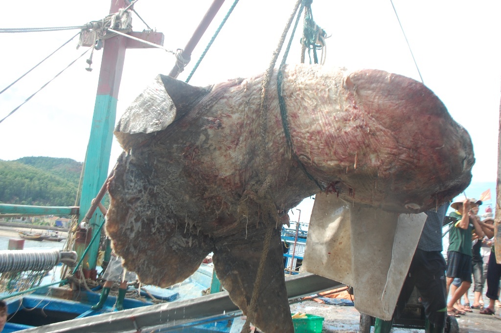 Vào ngày 21/8 vừa qua, chiếc tàu này đang đánh bắt hải sản ngoài vùng biển Vịnh Bắc Bộ thuộc địa phận Hà Tĩnh thì bất ngờ phát hiện một con cá lớn mắc lưới. Ngay sau đó các thuyền viên lập tức tập trung lại để tiến hành kéo lưới lên.