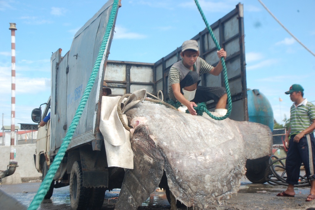 Hiện tại con cá đang được các thuyền viên tiến hành liên hệ hiến tặng cho Bảo tàng thiên nhiên Việt Nam phục vụ trưng bày và nghiên cứu.