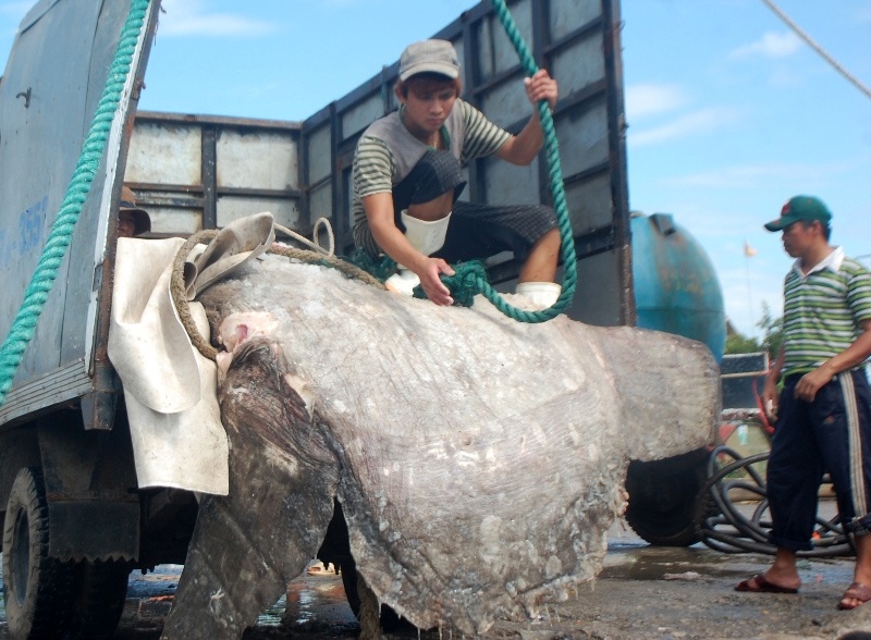 Ca mat trang khong lo mac luoi ngu dan Nghe An hinh anh