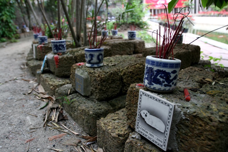 Hinh anh bi hai ve vat nuoi trung thanh cua nguoi Viet hinh anh