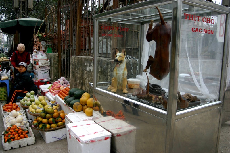 Hiện nay, không ít người Việt đã có quan niệm thay đổi, con chó nuôi được yêu quý như người thân, bầu bạn. Đương nhiên đây là những người phản đối kịch liệt thói quen ăn thịt chó. Trong ảnh: Hầu như ở khu chợ nào khắp các tỉnh thành Việt Nam cũng có quán hàng chuyên bán thịt chó.