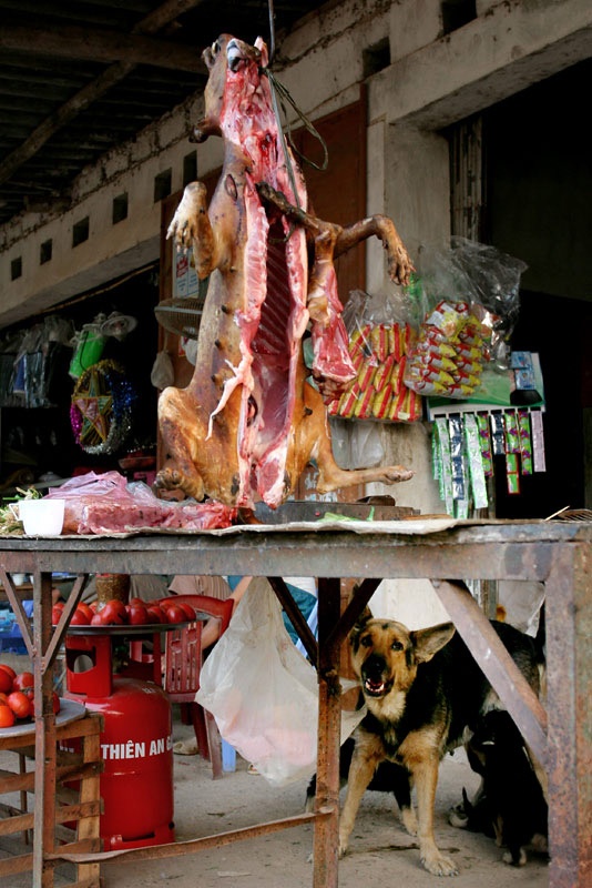 Và thường chó được treo nguyên con và thường không che đậy giữ vệ sinh.