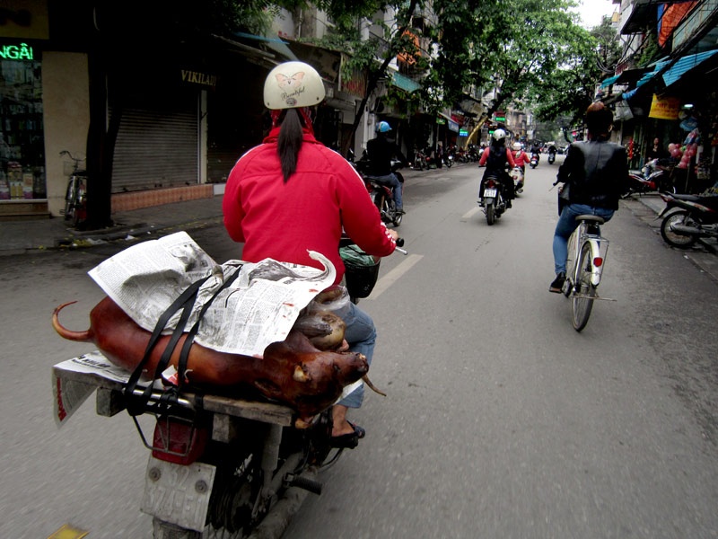 Cảnh chuyên chở chó từ ngoại thành vào nội đô Hà Nội mà không hề che đậy gặp nhan nhản trên các đường phố.