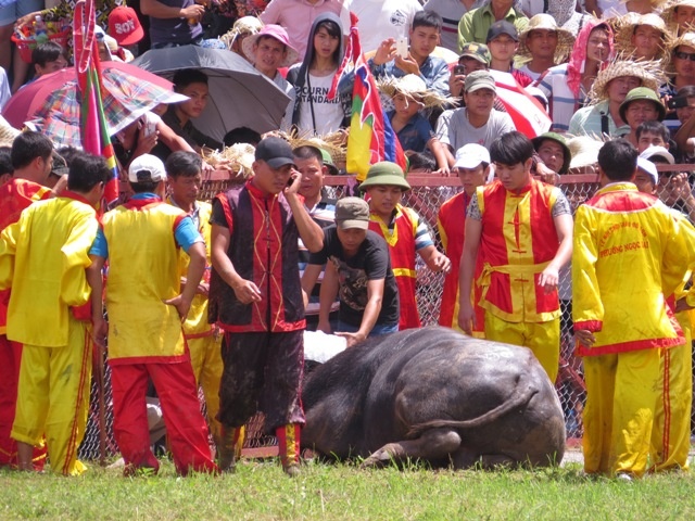 Trau choi gay sung, thao chay khoi soi hinh anh
