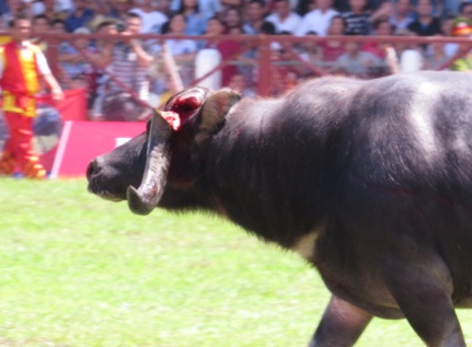 Trau choi gay sung sau mieng ho lao o Do Son hinh anh