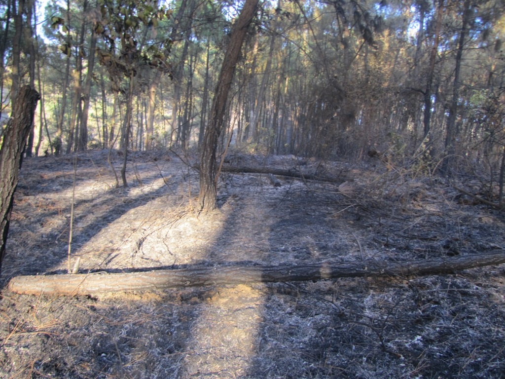 Dù đã rất nỗ lực nhưng vụ cháy xảy ra ngày 11/9 tại huyện Đức Thọ cũng gây thiệt hại khá nghiêm trọng. Đặc biệt hạt phó Hạt Kiểm lâm đã hi sinh trong khi tham gia dập lửa cứu rừng.