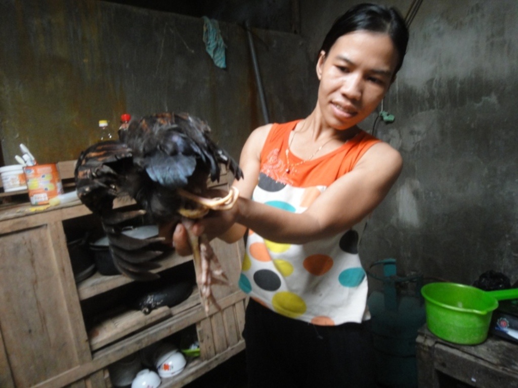 Chị Lục cho biết đây là con gà được đẻ từ chính con trước đó gia đình nuôi.