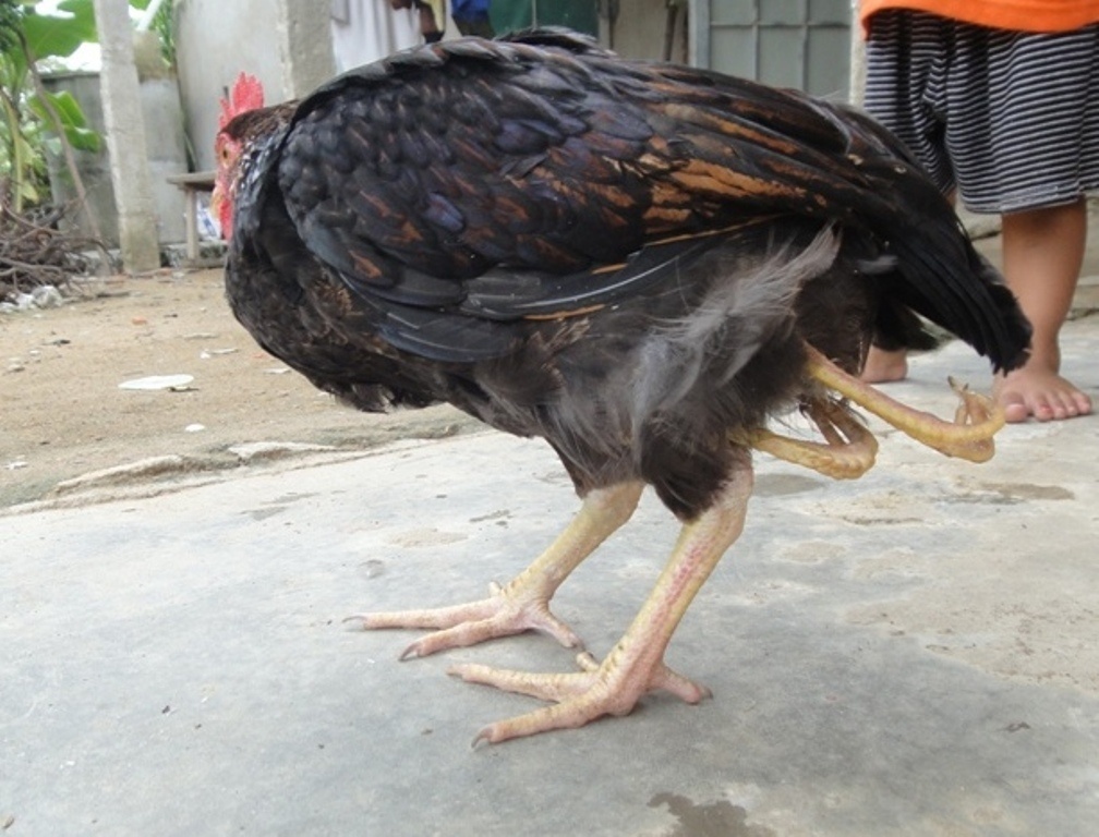 Con ga 4 chan o Ha Tinh hinh anh