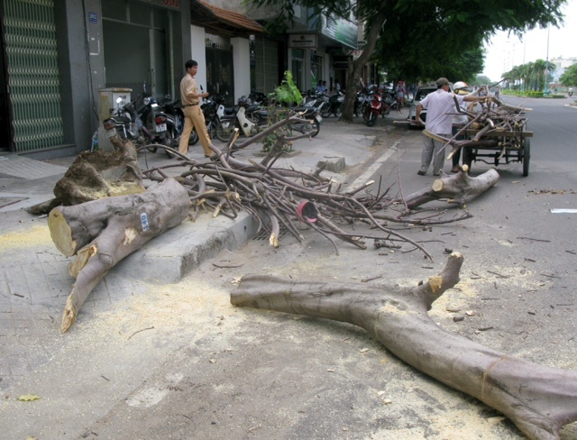 Cay chet kho bat goc de 3 nguoi hinh anh