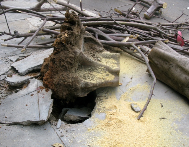 Ngay sau khi xảy ra vụ tai nạn, phòng Quản lý đô thị đã cho người đến cưa cây mang đi để giải tỏa giao thông trên đường