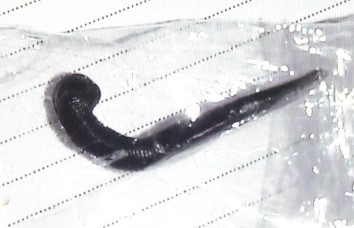 Dia dai 10 cm song trong thanh quan hon 1 thang hinh anh