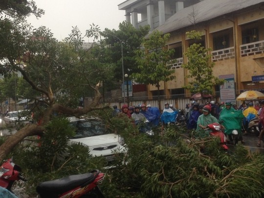 Cay xanh nga truoc cong truong, de bep xe hop hinh anh