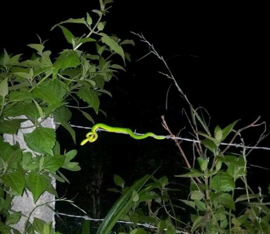 Loài rắn lục đuôi đỏ xuất hiện cắn nhiều người ở xã Khánh Sơn, huyện Nam Đàn. Ảnh do người dân cung cấp.