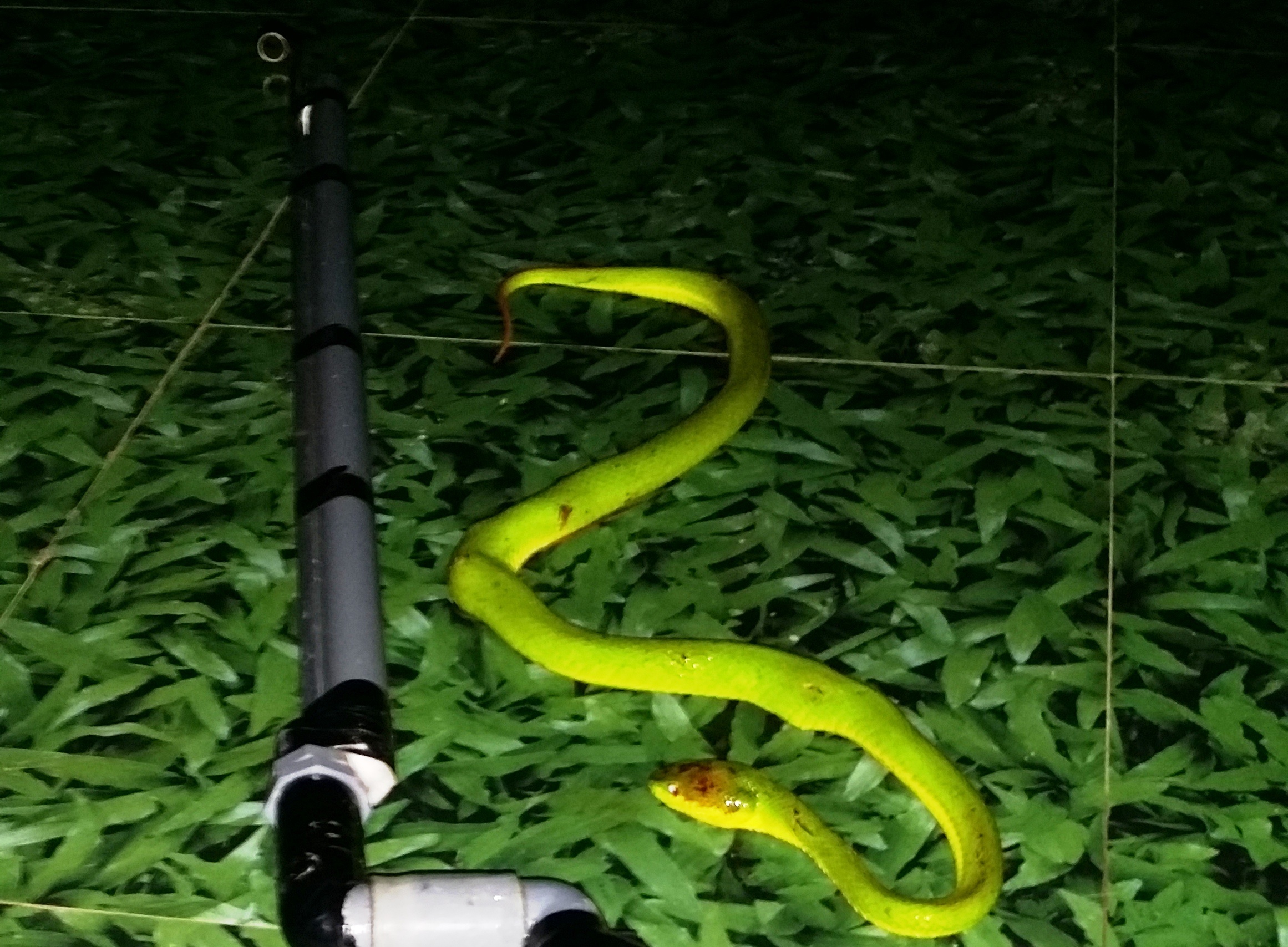 Thời gian gần đây, rất nhiều hộ dân ở xã Khánh Sơn phát hiện nhiều rắn lục đuôi đỏ xuất hiện.