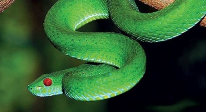 Ran doc lien tuc xuat hien: Dan hoang mang, xa bac bo hinh anh