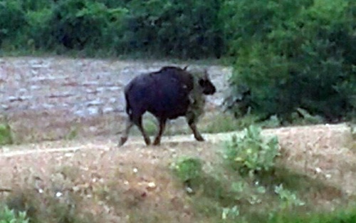 Bo tot nang 1 tan xong thang vao nha dan hinh anh
