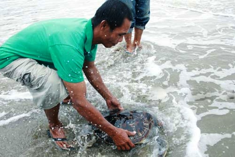 Giai cuu rua bien nang 10 kg ket o cong thoat nuoc hinh anh