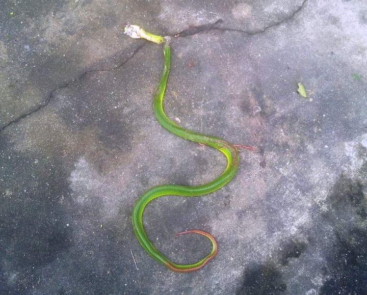 Rắn lục đuôi đỏ tiếp tục xuất hiện nhiều tại xã Khánh Sơn. Trong ảnh: Một con rắn bị người dân đập chết vào chiều hôm qua ở trong vườn nhà. 