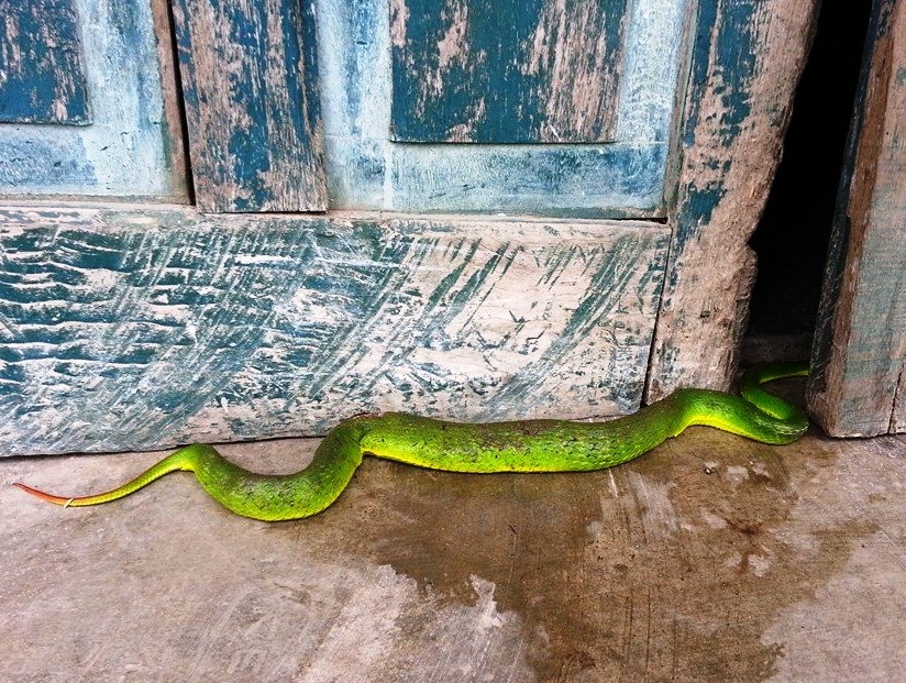 Nghe An mua ran luc duoi do gia 20.000 dong/con hinh anh