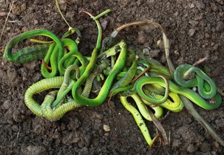 Gan 20 con ran luc duoi do bi tieu diet trong mot ngay hinh anh