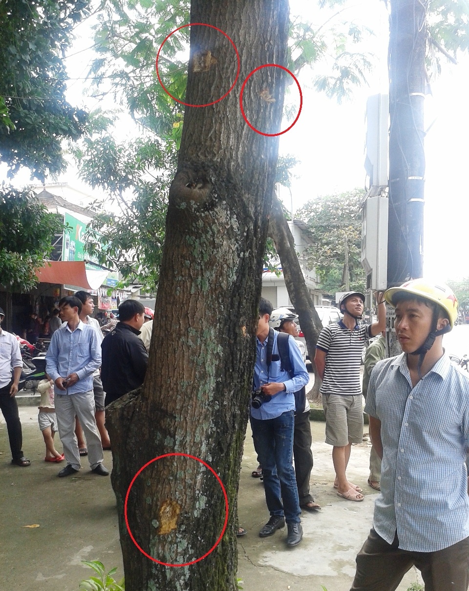 Những vết đạn còn để lại trên cây ở hiện trường vụ nổ súng kinh hoàng.