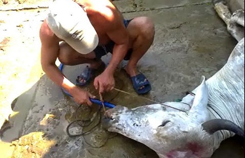 Kinh hai bom nuoc tang trong cho bo hinh anh