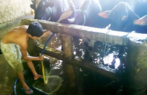 Bị bơm quá nhiều nước, bò ọc ra nước kèm cả máu tươi. (Ảnh: Thú y TP.HCM cung cấp)