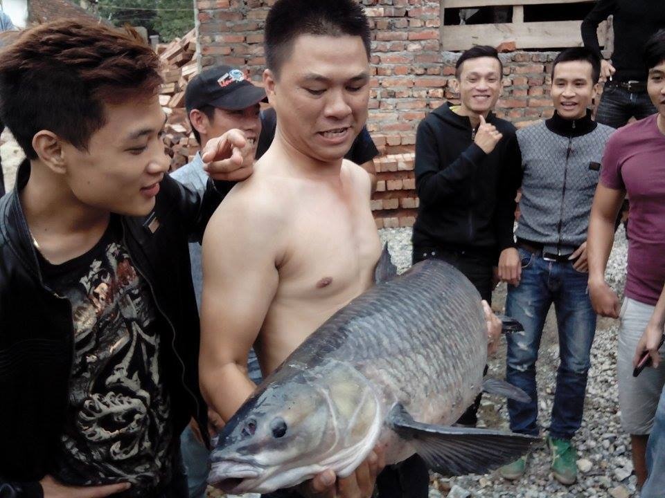 Như đã đưa tin, vào 15h ngày 11/11, anh Hà Quang Tuấn, sinh 1984, ở xã Mỹ Đồng, huyện Thủy Nguyên, đã câu được một con cá trắm đen thuộc loại “khủng”, chiều dài ước tính 1,5m, trọng lượng khoảng 24,5kg ở sông Móc (một nhánh của sông Giá), thuộc địa bàn xã Minh Tân (Thủy Nguyên). 