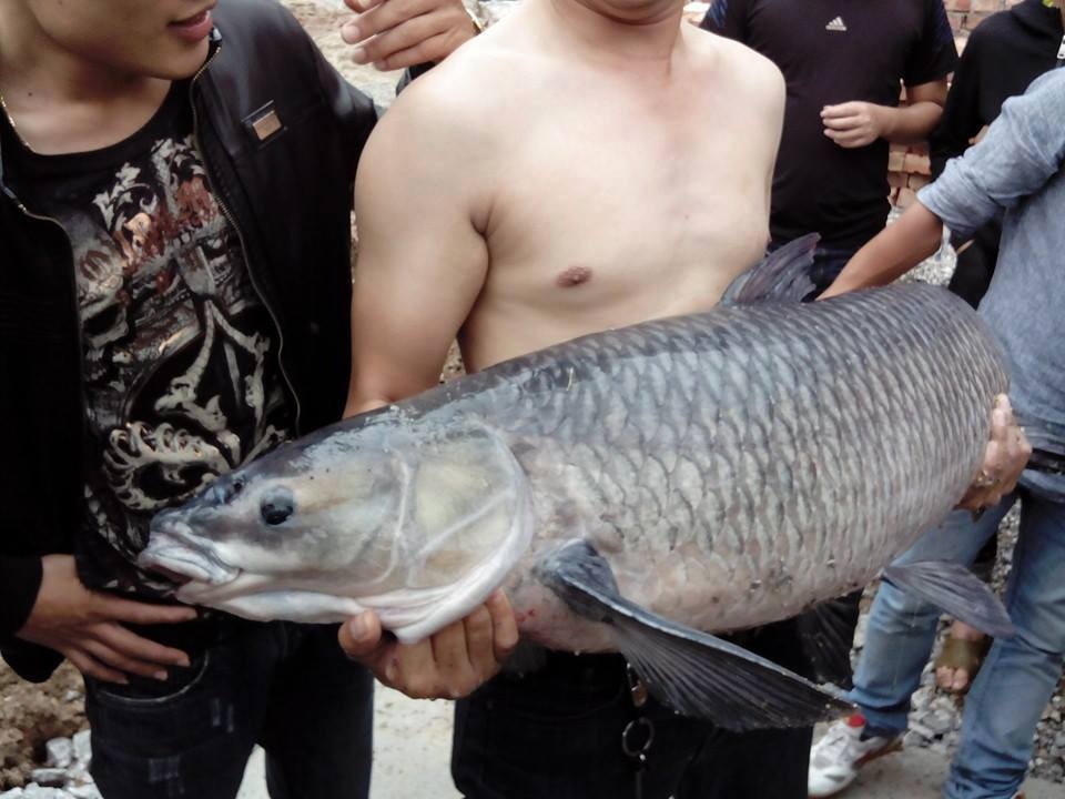 Được biết trước đó khoảng 1 tuần, trong mấy lần đi câu ở khu vực trên, anh và nhóm bạn đã câu được 5 con cá cùng loại trắm đen có trọng lượng từ 5-10kg. Riêng anh Hải, ở xã Đông Sơn (Thủy Nguyên) đã câu được một con cá trắm đen có trọng lượng tới gần 30kg.