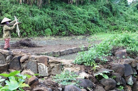 Những thửa ruộng nằm ở chân các giếng cổ đã bị cạn kiệt nước phải bỏ hoang.