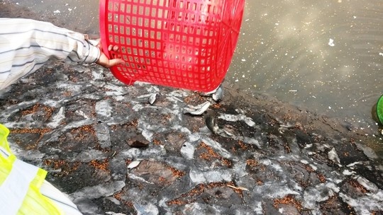 Phóng sinh cá vừa câu được.