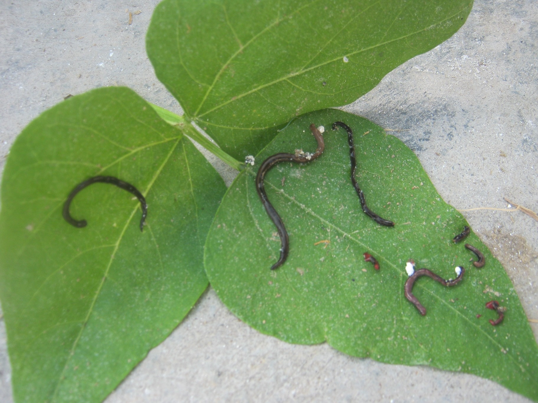 Sinh vat la dai ra theo ngay khien dan hoang mang hinh anh