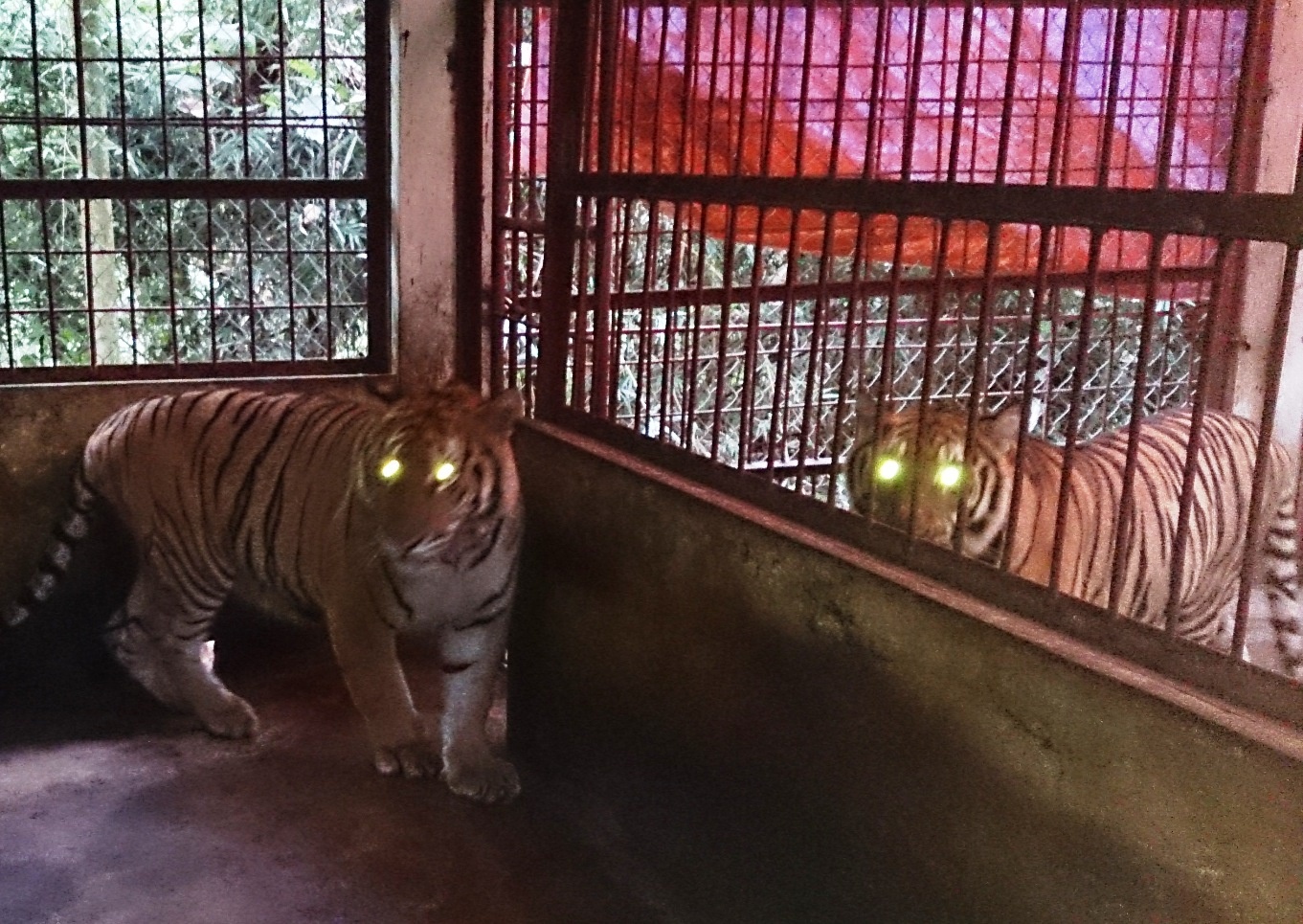 Trước đó 13/6, Công an huyện Quỳnh Lưu (Nghệ An) và lực lượng kiểm lâm phát hiện chiếc xe tải không mang biển số chở hai con hổ đang sống. Khi bị truy đuổi, bọn chúng đã đẩy hai con hổ này xuống đường tìm cách tẩu thoát. Ngày 14/6, hai con hổ được vườn quốc gia Pù Mát tiếp nhận để chăm sóc, nuôi dưỡng.