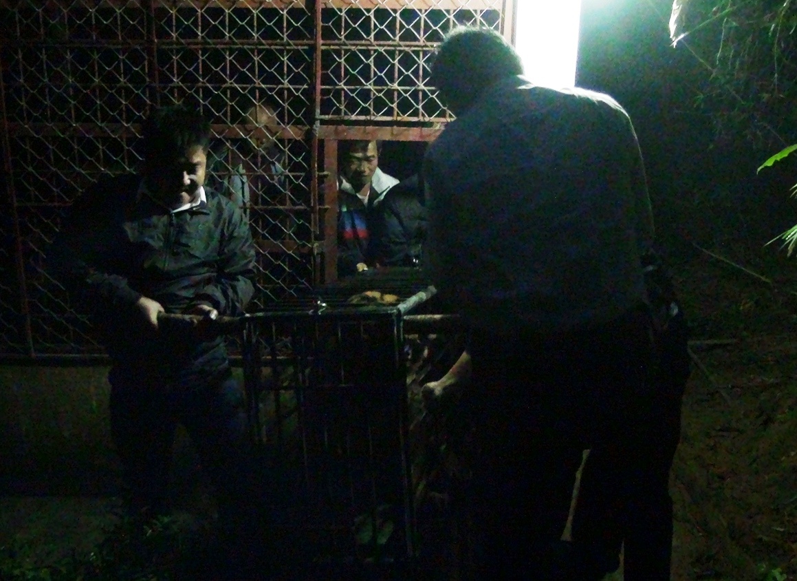 5h sáng nay, hai con hổ được tiêm một lượng thuốc mê sau đó người của trung tâm chăm sóc động vật Pù Mát vào cho hai con hổ vào lồng rồi khiêng ra ngoài.