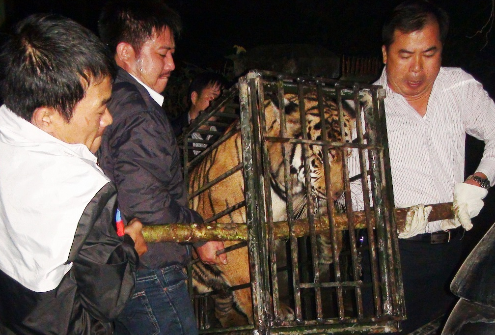 Hai con ho gan 2 ta bi nem xuong duong duoc dua ve Ha Noi hinh anh