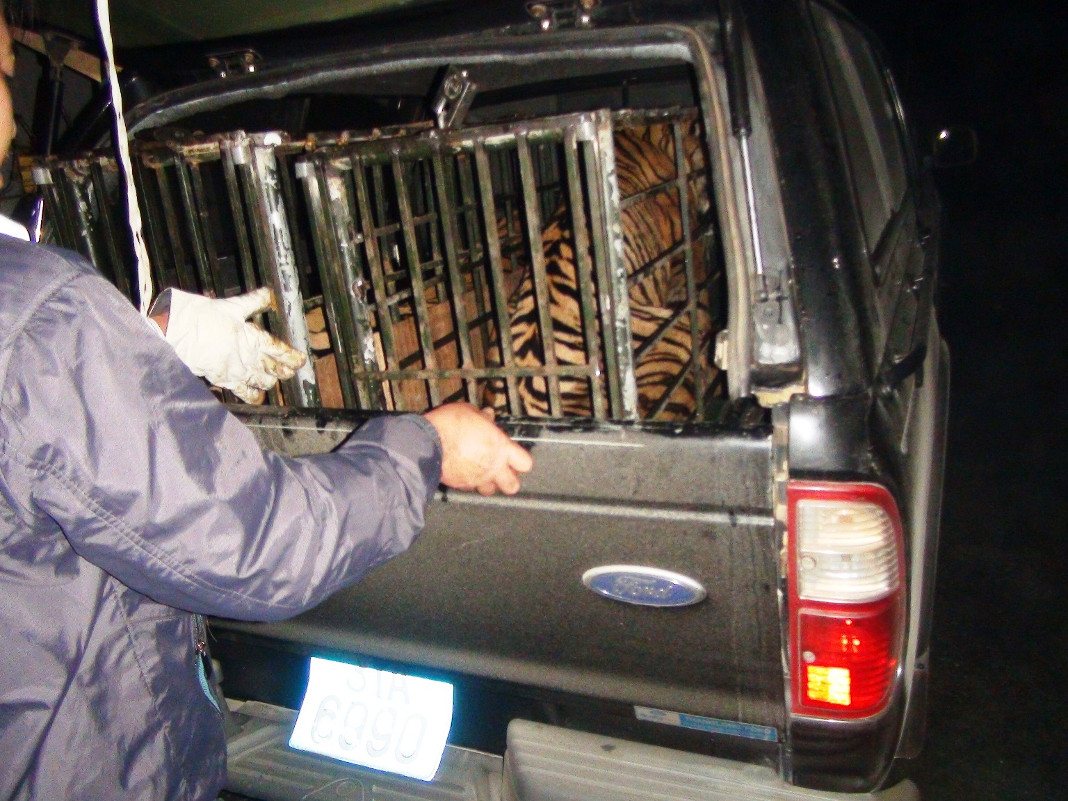 Cán bộ trung tâm chăm sóc, cứu hộ động vật Vườn quốc gia Pù Mát nhìn hai con hổ lần cuối trước khi được đưa ra Hà Nội để tiếp tục chăm sóc.