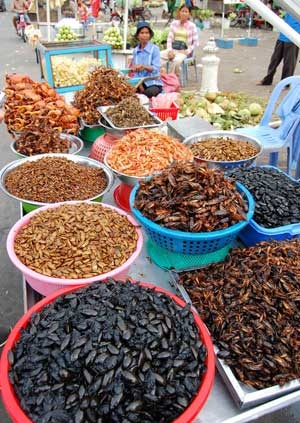 Bọ cạp, rết, bọ rầy, mối chúa, nhện hùm, bổ củi… thứ nào cũng có.