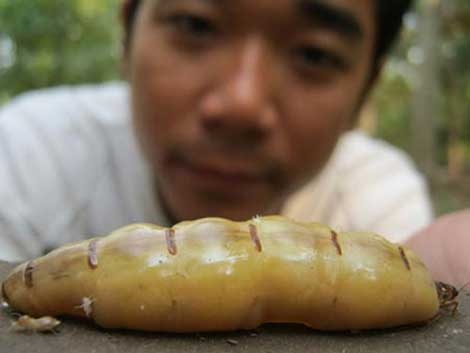 Di san 'sung duoc' o Tinh Bien hinh anh